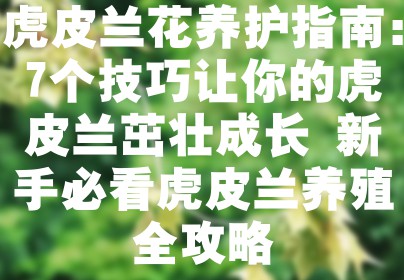虎皮兰花养护指南：7个技巧让你的虎皮兰茁壮成长 新手必看虎皮兰养殖全攻略