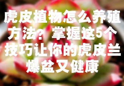 虎皮植物怎么养殖方法？掌握这5个技巧让你的虎皮兰爆盆又健康