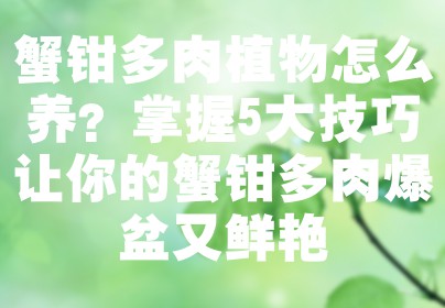 蟹钳多肉植物怎么养？掌握5大技巧让你的蟹钳多肉爆盆又鲜艳