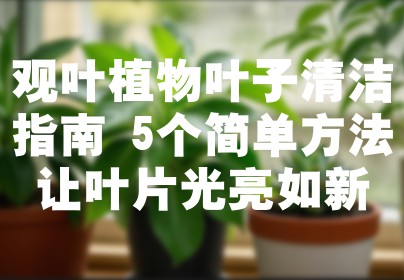 观叶植物叶子清洁指南 5个简单方法让叶片光亮如新