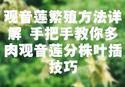 观音莲繁殖方法详解 手把手教你多肉观音莲分株叶插技巧