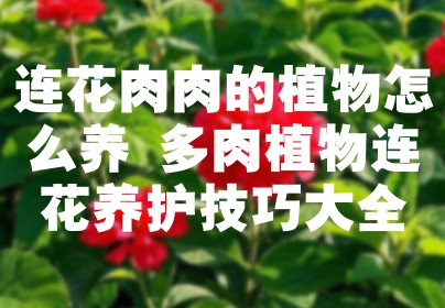 连花肉肉的植物怎么养 多肉植物连花养护技巧大全