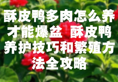 酥皮鸭多肉怎么养才能爆盆 酥皮鸭养护技巧和繁殖方法全攻略