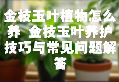 金枝玉叶植物怎么养 金枝玉叶养护技巧与常见问题解答