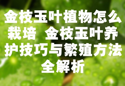 金枝玉叶植物怎么栽培 金枝玉叶养护技巧与繁殖方法全解析