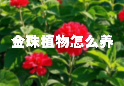 金珠植物怎么养