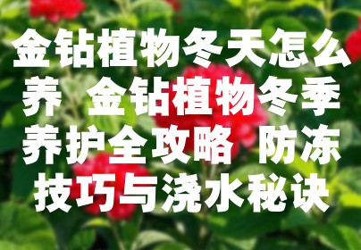金钻植物冬天怎么养 金钻植物冬季养护全攻略 防冻技巧与浇水秘诀
