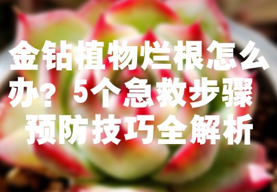 金钻植物烂根怎么办？5个急救步骤+预防技巧全解析