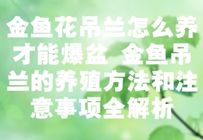 金鱼花吊兰怎么养才能爆盆 金鱼吊兰的养殖方法和注意事项全解析
