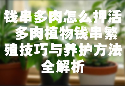 钱串多肉怎么押活 多肉植物钱串繁殖技巧与养护方法全解析