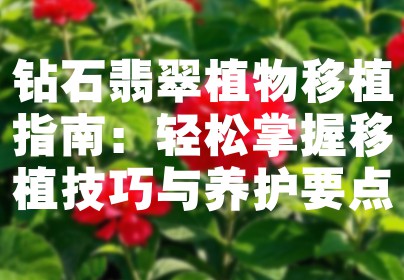钻石翡翠植物移植指南：轻松掌握移植技巧与养护要点
