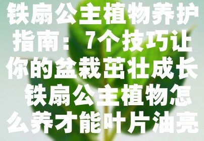 铁扇公主植物养护指南：7个技巧让你的盆栽茁壮成长 铁扇公主植物怎么养才能叶片油亮