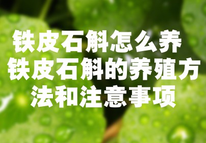 铁皮石斛怎么养 铁皮石斛的养殖方法和注意事项