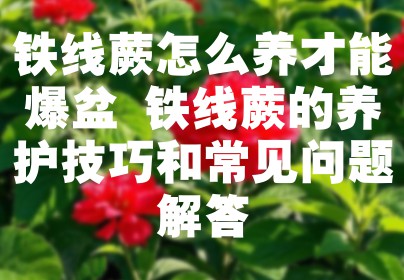 铁线蕨怎么养才能爆盆 铁线蕨的养护技巧和常见问题解答