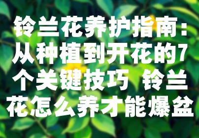 铃兰花养护指南：从种植到开花的7个关键技巧 铃兰花怎么养才能爆盆