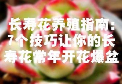长寿花养殖指南：7个技巧让你的长寿花常年开花爆盆