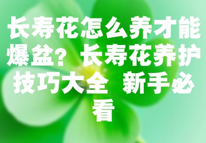 长寿花怎么养才能爆盆？长寿花养护技巧大全 新手必看
