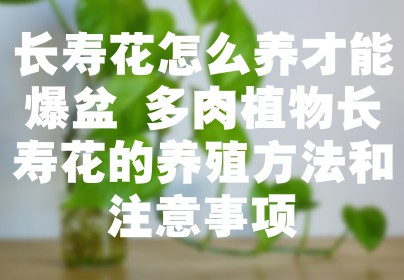 长寿花怎么养才能爆盆 多肉植物长寿花的养殖方法和注意事项