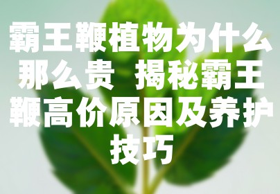 霸王鞭植物为什么那么贵 揭秘霸王鞭高价原因及养护技巧