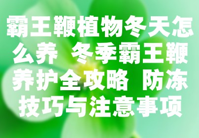 霸王鞭植物冬天怎么养 冬季霸王鞭养护全攻略 防冻技巧与注意事项