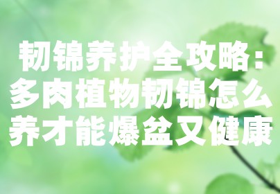 韧锦养护全攻略：多肉植物韧锦怎么养才能爆盆又健康