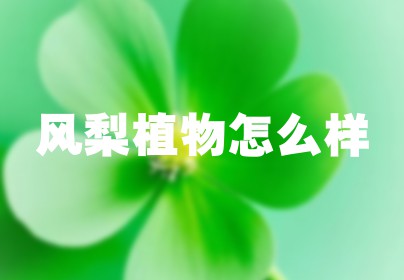 风梨植物怎么样