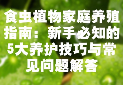 食虫植物家庭养殖指南：新手必知的5大养护技巧与常见问题解答