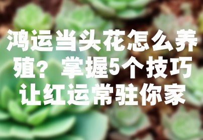 鸿运当头花怎么养殖？掌握5个技巧让红运常驻你家