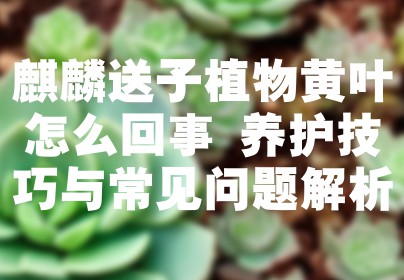 麒麟送子植物黄叶怎么回事 养护技巧与常见问题解析