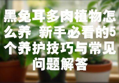 黑兔耳多肉植物怎么养 新手必看的5个养护技巧与常见问题解答