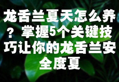 龙舌兰夏天怎么养？掌握5个关键技巧让你的龙舌兰安全度夏
