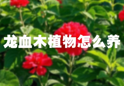 龙血木植物怎么养