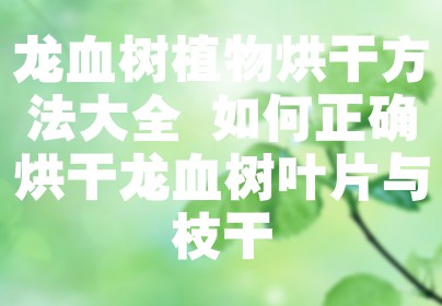 龙血树植物烘干方法大全 如何正确烘干龙血树叶片与枝干