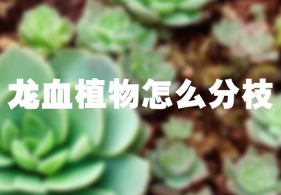 龙血植物怎么分枝