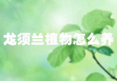龙须兰植物怎么养